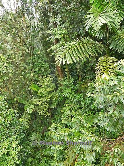 mystico forest 1 graphic